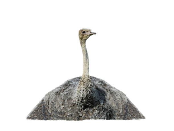 The emu (Dromaius novaehollandiae) feathers background