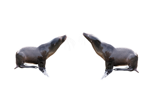 two sea lion isolated on a white background