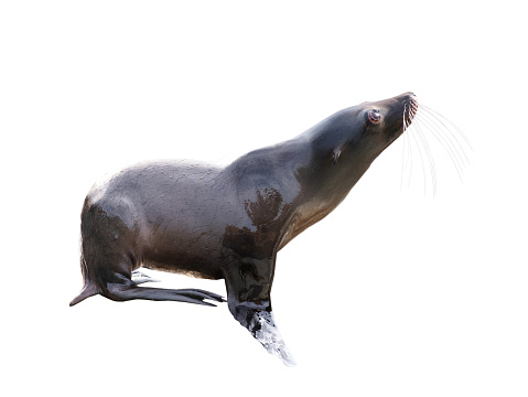 sea lion isolated on a white background
