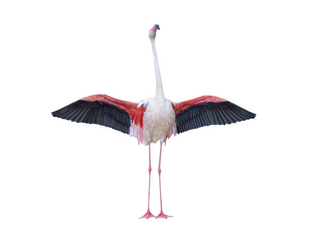 istock Pink flamingo with spread wings isolated on white background 1540557558