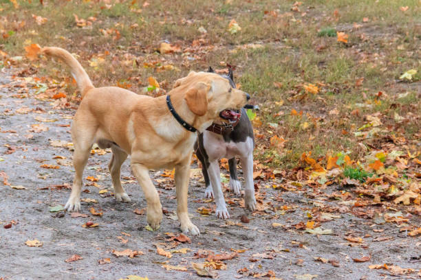 istock Amstaff and labrador retriever playing in autumn park 1540578844