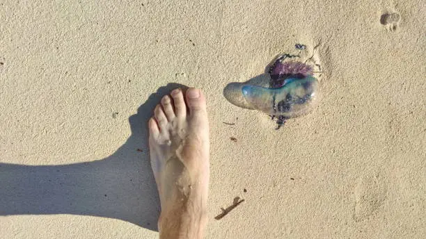 Jellyfish in a blue colour on a sandy beach of Bermuda