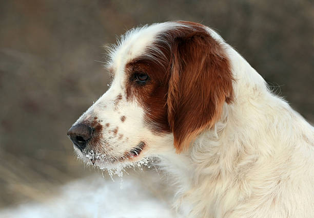 Snowy setter portrait Snowy red and white irish setter portrait irish red and white setter stock pictures, royalty-free photos & images