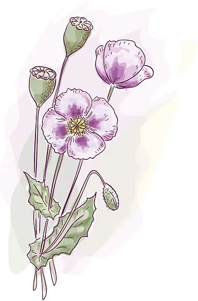 Vector illustration of Opium poppy (Papaver somniferum).