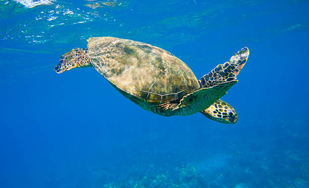 istock Hawaiian Green Sea Turtle Under Water 154059691