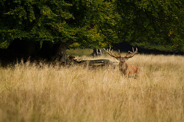veado macho em prado - red deer animal mammal wildlife imagens e fotografias de stock