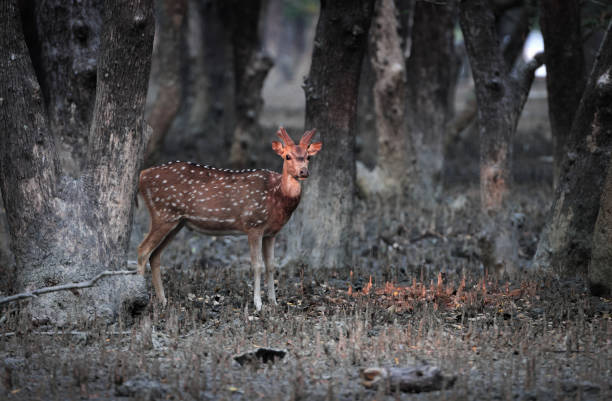 istock Spotted deer of Sundarbans. 1540601924