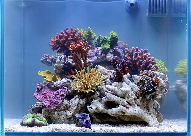 istock Wonderful reef tank 154060460