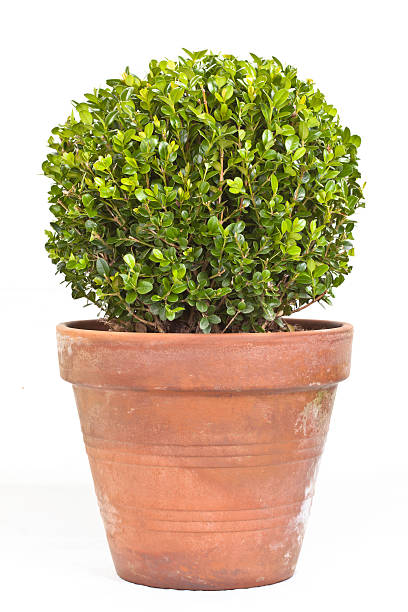 buis shrub - boxwood photos et images de collection