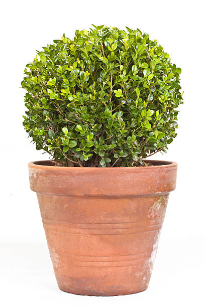 istock Boxwood shrub in terracotta planter 154060610