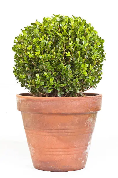 Photo of Boxwood shrub in terracotta planter
