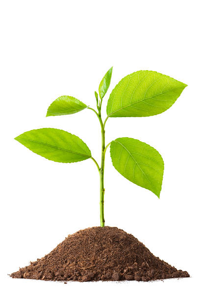 istock Newborn small green plant 154060916