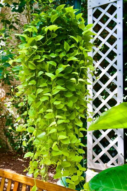 istock Lush, trailing green neon pothos plant 1540611408