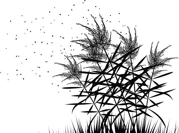 Ragweed Silhouette Grouped for easy editing. ragweed stock illustrations