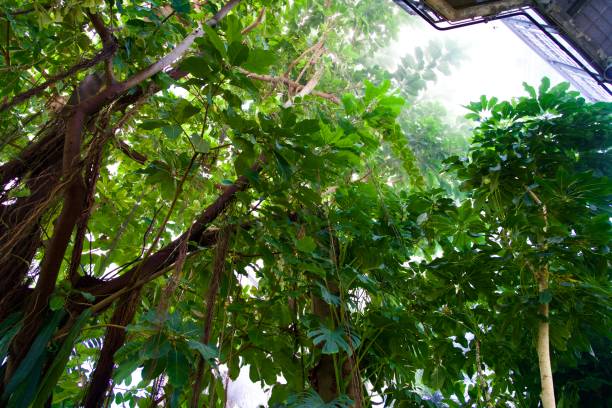 istock Tropical foliage in a conservatory 1540613495
