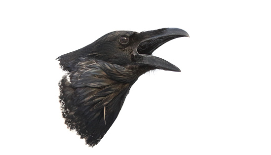 The Northern Raven (Corvus corax) is perched on the rock in its natural environment.