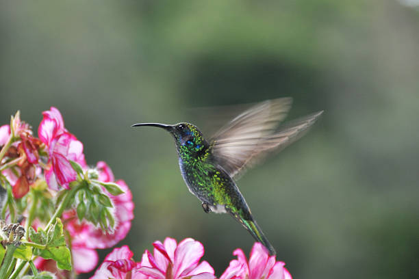 istock hummingbird in Costa Rica 154062782