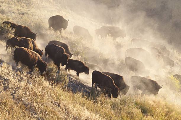 Yellowstone Bison herd USA, Wyoming, Yellowstone National Park, Bison herd stampeding photos stock pictures, royalty-free photos & images