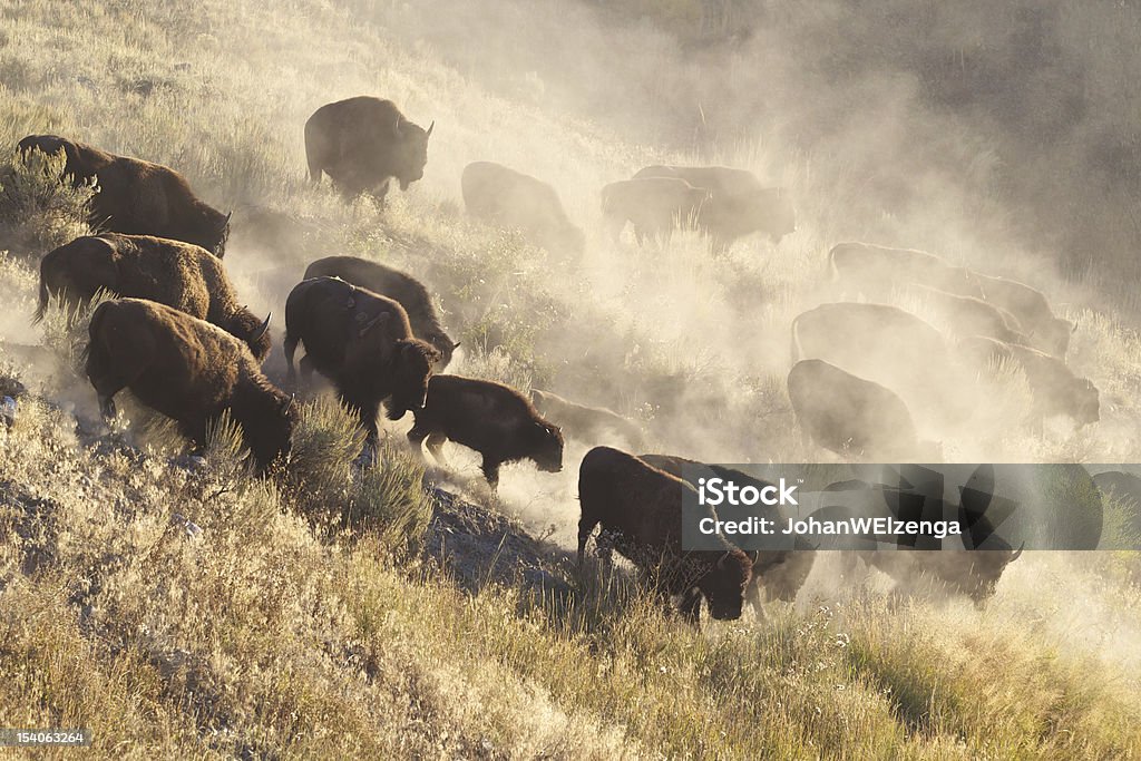 Bisão rebanho de Yellowstone - Foto de stock de Bisão Americano royalty-free