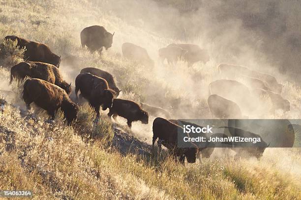 Foto de Bisão Rebanho De Yellowstone e mais fotos de stock de Bisão Americano - Bisão Americano, Manada, Debandar