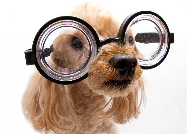 istock A small, brown dog wearing oversized glasses 154063670