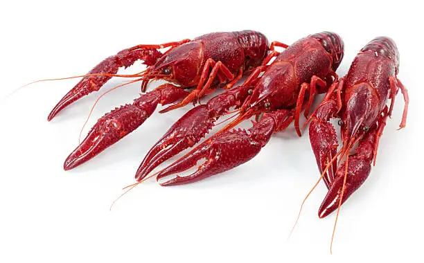 Photo of Crayfishes