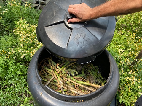 Close-up of a man's hand opening the lid of a black plastic composter filled with vegetable scraps in a home garden during the summer