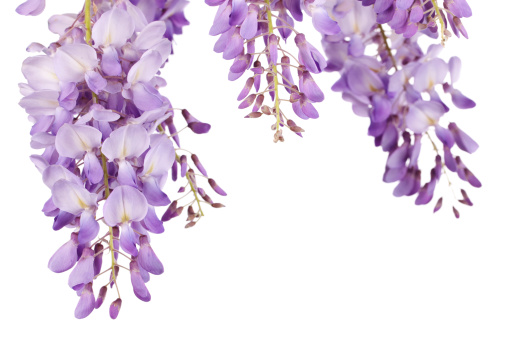 beautiful wisteria flowers isolated on white background