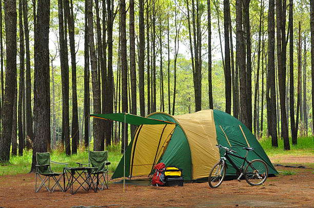 camping in pine forest stock photo