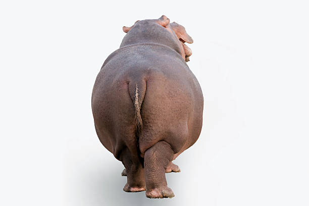 hippopotame - animal fat photos et images de collection