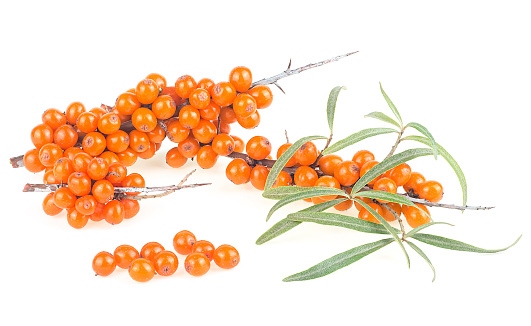 istock Sea buckthorn berries branches on a white background. Fresh ripe berries with leaves. 1540645004