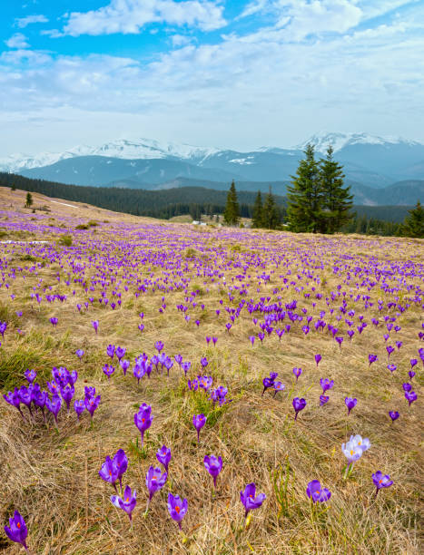 春の山に紫のクロッカスの花 - spring crocus temperate flower european alps ストックフォトと画像