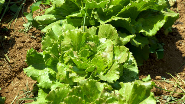 istock green lettuce in an ecological field 1540651094