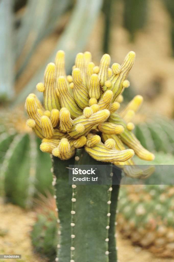 cactus planta. - Foto de stock de Botánica libre de derechos
