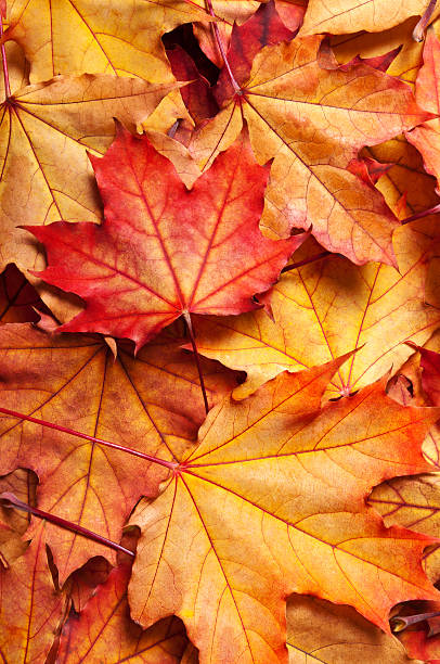 istock autumn background with maple leaves 154066147