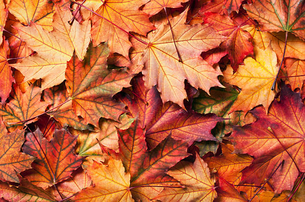 istock autumn background with maple leaves 154066156