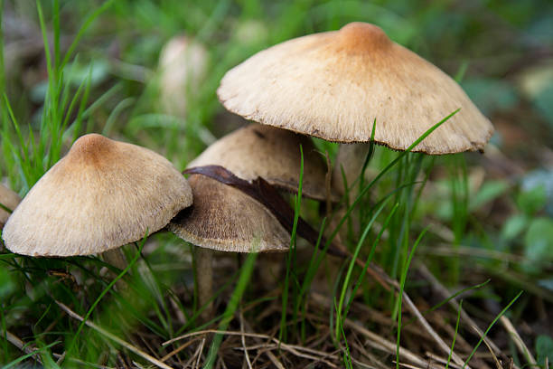 istock mushrooms after a rainly day 154066170