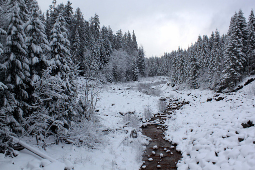 Picturesque, winter wonderland scene at Mt. Rainier National Park in Washington state