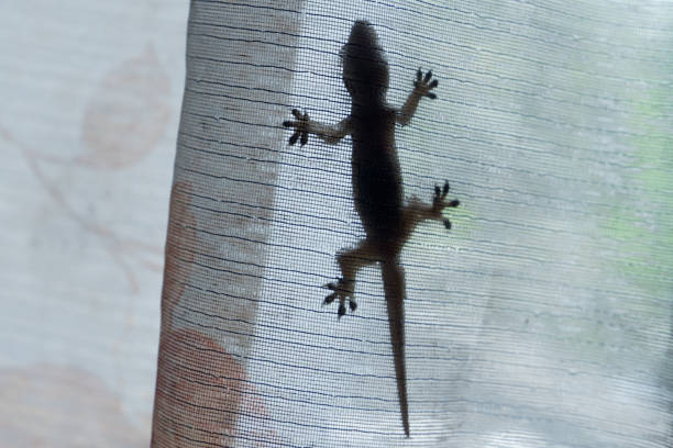 istock A lizard behind a transparent window curtain against a light background. 1540664289