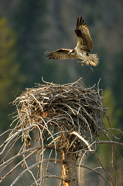 istock Osprey hovering above nest in Yellowstone 154066433