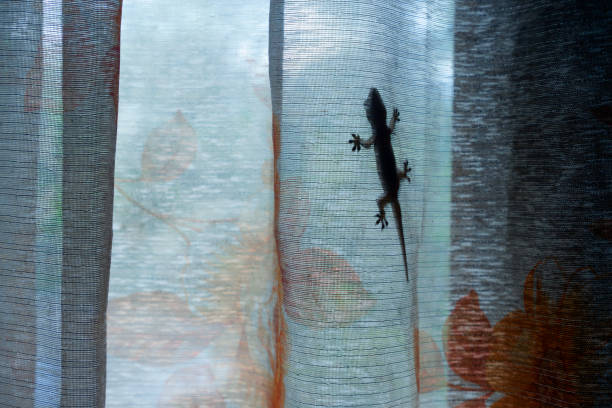 istock A lizard behind a transparent window curtain against a light background. 1540666734