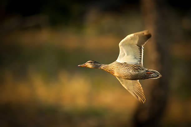 Blue-winged Teal Duck in flight in Yellowstone National Park, WY