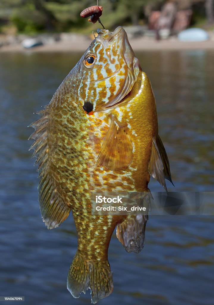 Pescate al Persico - Foto stock royalty-free di Sunfish