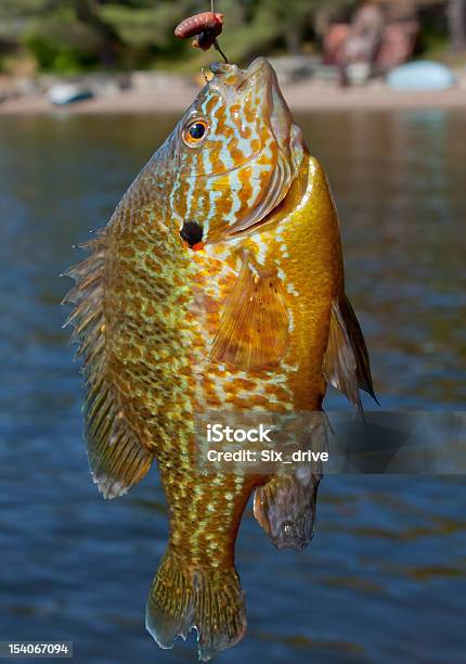 Pescate Al Persico - Fotografie stock e altre immagini di Sunfish - Sunfish, Lenza, Acqua