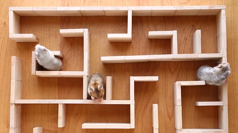 Three rodents are running around and looking for a way out. in a wooden maze.