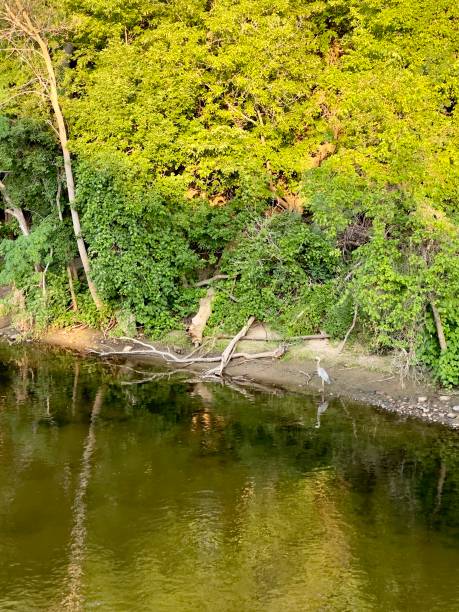 śledziem na linię brzegową - anoka zdjęcia i obrazy z banku zdjęć