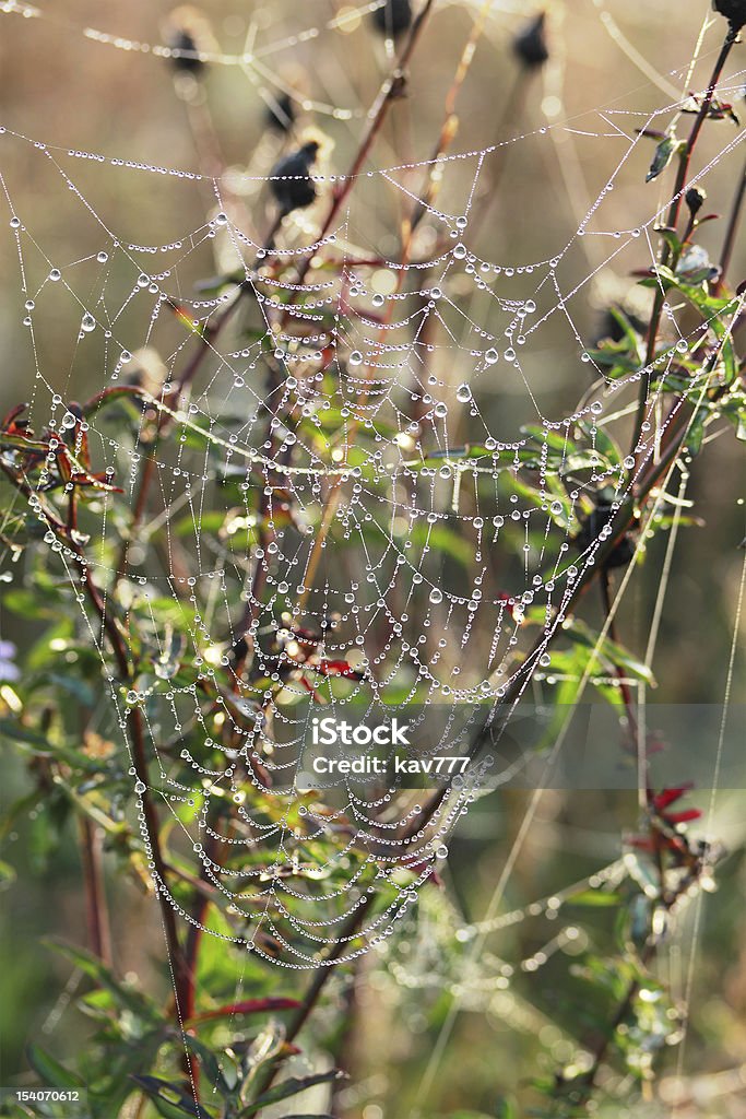 滴の葉についた露のクモの巣 - しずくのロイヤリティフリーストックフォト