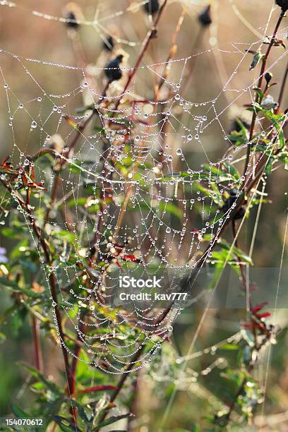 Dew 방울이 있는 족두리 웹 가까운에 대한 스톡 사진 및 기타 이미지 - 가까운, 거미, 거미줄