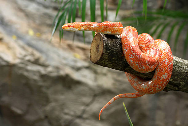 Corn snake on a branch Corn snake on a branch elaphe guttata guttata stock pictures, royalty-free photos & images
