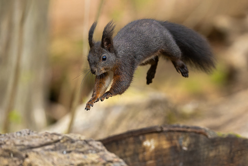 Jumping Eurasian red squirrel (Sciurus vulgaris).